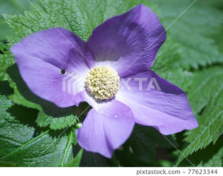 Beautiful and pretty Glaucidium palmatum Beautiful and pretty Glaucidium palmatum 77623344