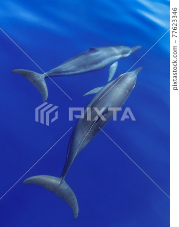 一對飛旋海豚在水面附近游泳 一對飛旋海豚在水面附近游泳 77623346