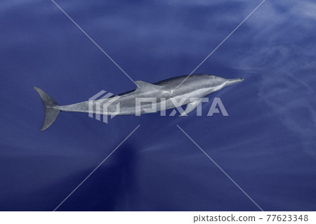 Spinner dolphin swimming on the surface of the water and a figure on the ship 77623348