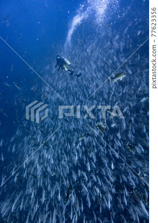 紋身鯛魚和潛水員 紋身鯛魚和潛水員 77623356