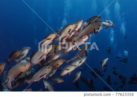 Spawning scene of Lutjanus bohar Spawning scene of Lutjanus bohar 77623358