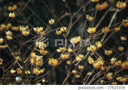 Early spring flower, Mitsumata Early spring flower, Mitsumata 77623359