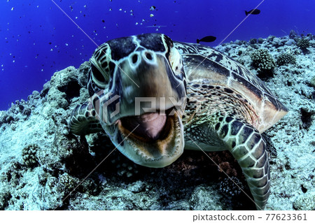 Threatening green turtle Threatening green turtle 77623361