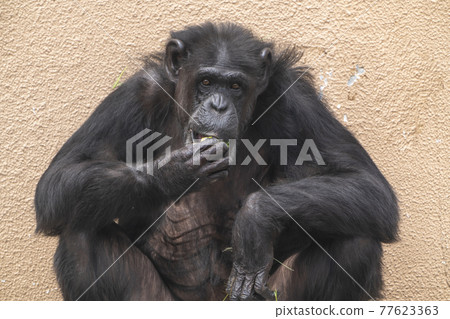 Chimpanzee Sendai City, Miyagi Prefecture 77623363