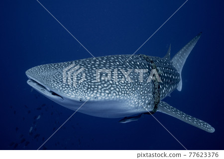 Whale shark with a fishing rope entwined around its neck 77623376