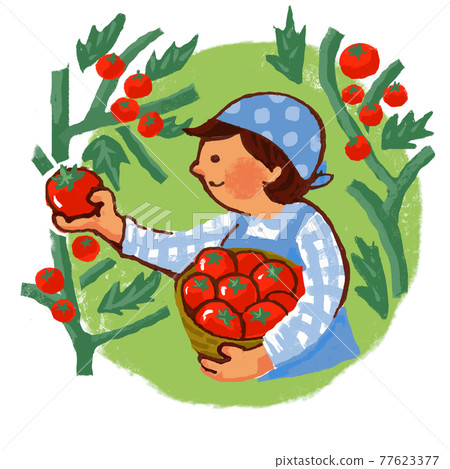 A woman harvesting tomatoes 77623377