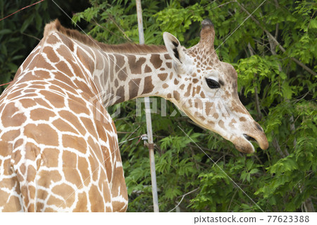 Giraffe's face Sendai City, Miyagi Prefecture 77623388