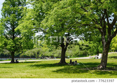 In the shade In the shade 77623397