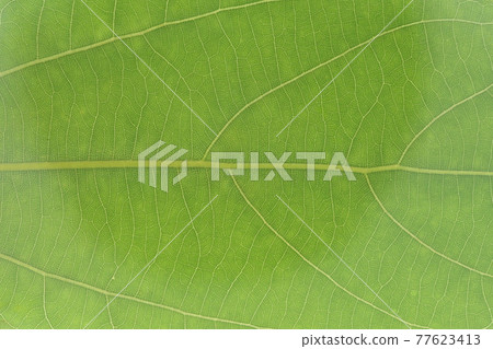 常綠喬木Neolitsea sericea(白鴨)的幼葉和葉脈 常綠喬木Neolitsea sericea(白鴨)的幼葉和葉脈 77623413