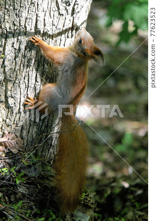 Red squirrel climbs a tree on a summer day in the sun Red squirrel climbs a tree on a summer day in the sun 77623523