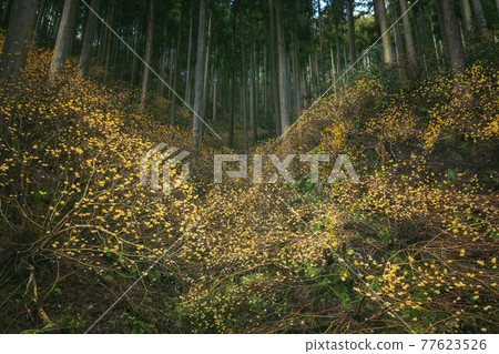 Mitsumata blooming in clusters on Mt. Takamuro in Taga Town, Shiga Prefecture Mitsumata blooming in clusters on Mt. Takamuro in Taga Town, Shiga Prefecture 77623526