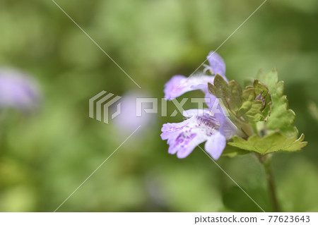 Oyster beak Oyster beak 77623643