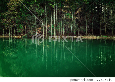 Landscape of ponds and trees reflected in the forest Landscape of ponds and trees reflected in the forest 77623710