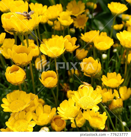Square photo of flowers and bees for commercial use Square photo of flowers and bees for commercial use 77623777