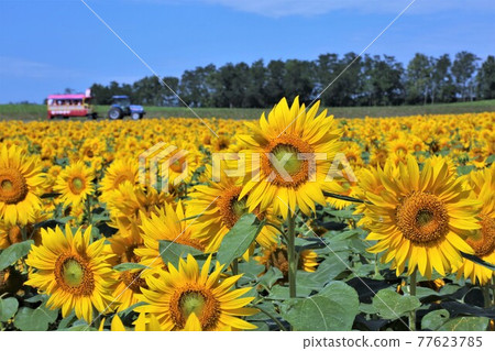 Sunflower field (Hokuryu Town, Hokkaido) Sunflower field (Hokuryu Town, Hokkaido) 77623785