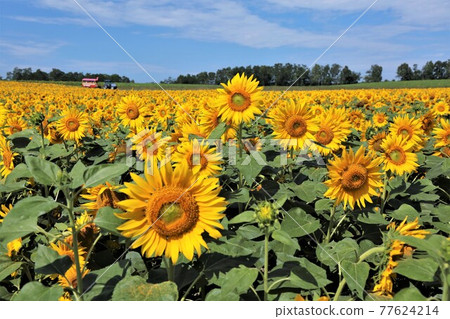 Sunflower field (Hokuryu Town, Hokkaido) 77624214