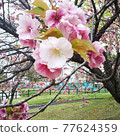 梅花 77624359
