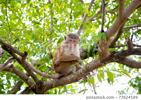 Sri Lanka Wild monkey resting on a tree Sri Lanka Wild monkey resting on a tree 77624589