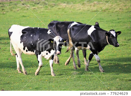 荷斯坦牛 77624629