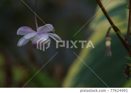 Renge goshoma Renge goshoma 77624991