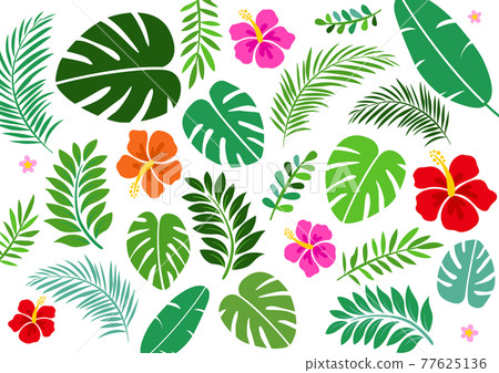 Hibiscus and tropical summer background frame 77625136