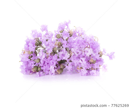 Inthanin flower isolated on white background 77625269