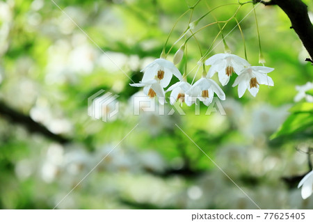 Styrax flower Styrax flower 77625405