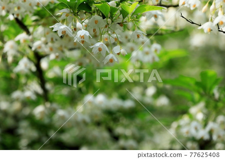 Styrax flower Styrax flower 77625408