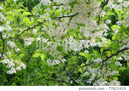 Styrax flower Styrax flower 77625429