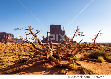 Monument Valley mittens and dead trees 77625490