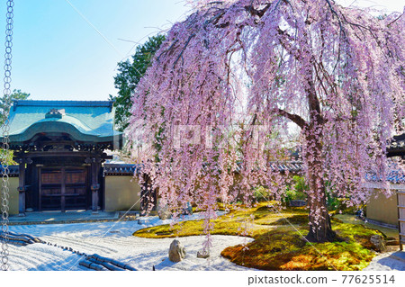 Weeping cherry blossoms at Kodaiji Temple in Kyoto 77625514