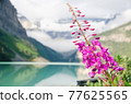 高山植物和清晨的路易斯湖 77625565
