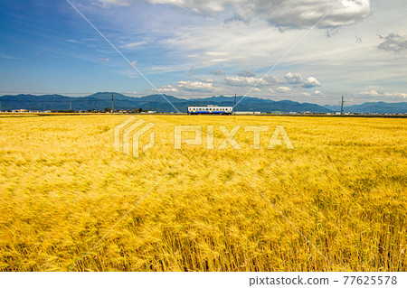 Barley field swaying in the wind, blue sky and train 77625578