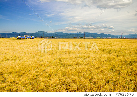在風、藍天和火車中搖擺的大麥田 在風、藍天和火車中搖擺的大麥田 77625579