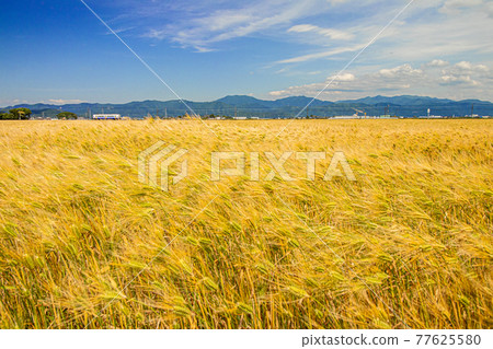 在風、藍天和火車中搖擺的大麥田 在風、藍天和火車中搖擺的大麥田 77625580