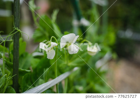 豌豆花在菜園裡 豌豆花在菜園裡 77625727