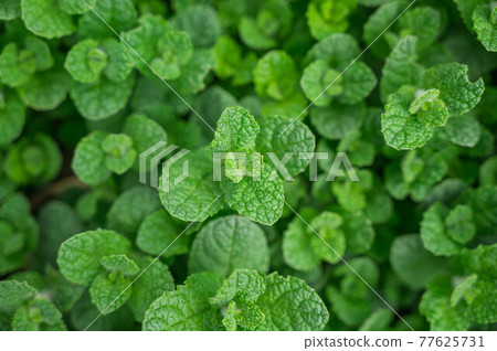 Herb apple mint leaf Herb apple mint leaf 77625731