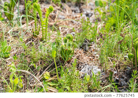 Plateau dust Plateau dust 77625745