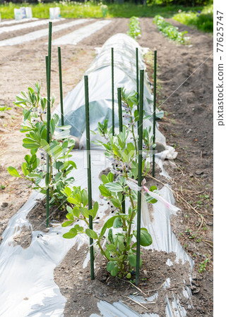 Vegetable flower broad beans 77625747