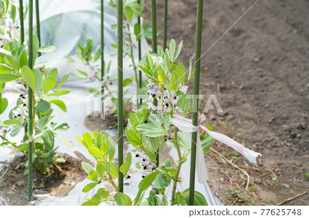 菜花蠶豆 菜花蠶豆 77625748