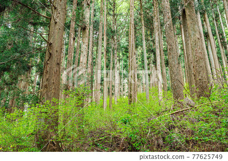 Fresh green cedar forest Fresh green cedar forest 77625749