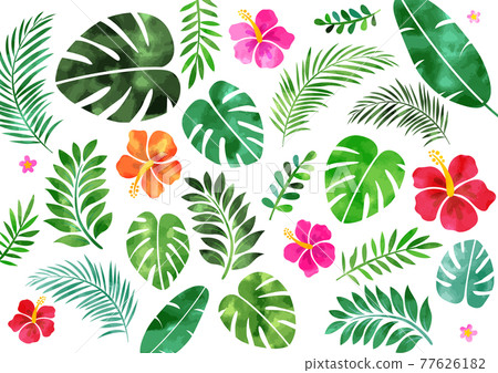 Watercolor hibiscus and tropical summer background frame Watercolor hibiscus and tropical summer background frame 77626182