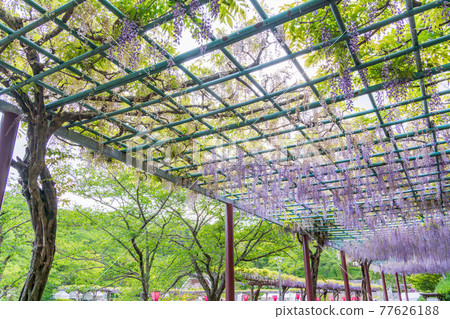 靜岡縣 藤枝市連格寺池公園紫藤 照片素材 圖片 圖庫 靜岡縣 藤枝市連格寺池公園紫藤 照片素材 圖片 圖庫