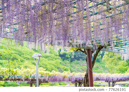 靜岡縣 藤枝市連格寺池公園紫藤 照片素材 圖片 圖庫 靜岡縣 藤枝市連格寺池公園紫藤 照片素材 圖片 圖庫