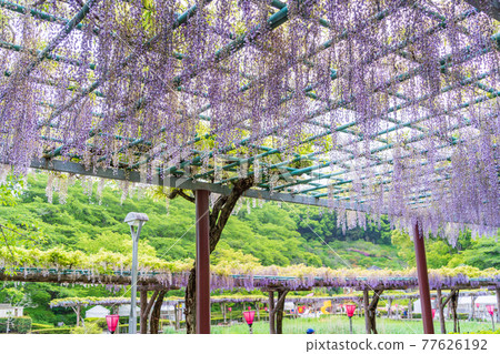 (Shizuoka Prefecture) Fujieda City Rengejiike Park Wisteria 77626192