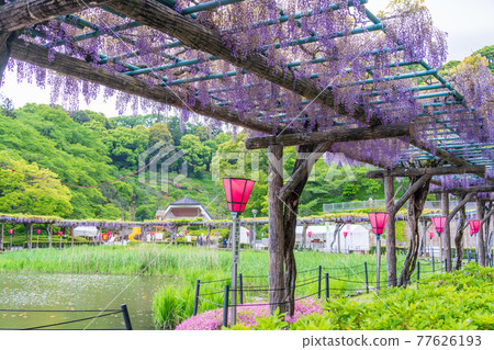 靜岡縣 藤枝市連格寺池公園紫藤 照片素材 圖片 圖庫