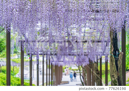 靜岡縣 藤枝市連格寺池公園紫藤 照片素材 圖片 圖庫