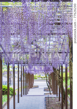 (Shizuoka Prefecture) Fujieda City Rengejiike Park Wisteria (Shizuoka Prefecture) Fujieda City Rengejiike Park Wisteria 77626200