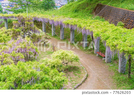 (Shizuoka Prefecture) Fujieda City Rengejiike Park Wisteria (Shizuoka Prefecture) Fujieda City Rengejiike Park Wisteria 77626203