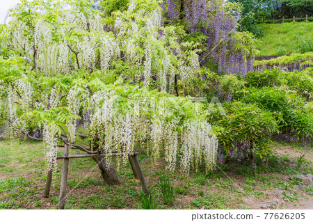 靜岡縣 藤枝市連格寺池公園紫藤 照片素材 圖片 圖庫